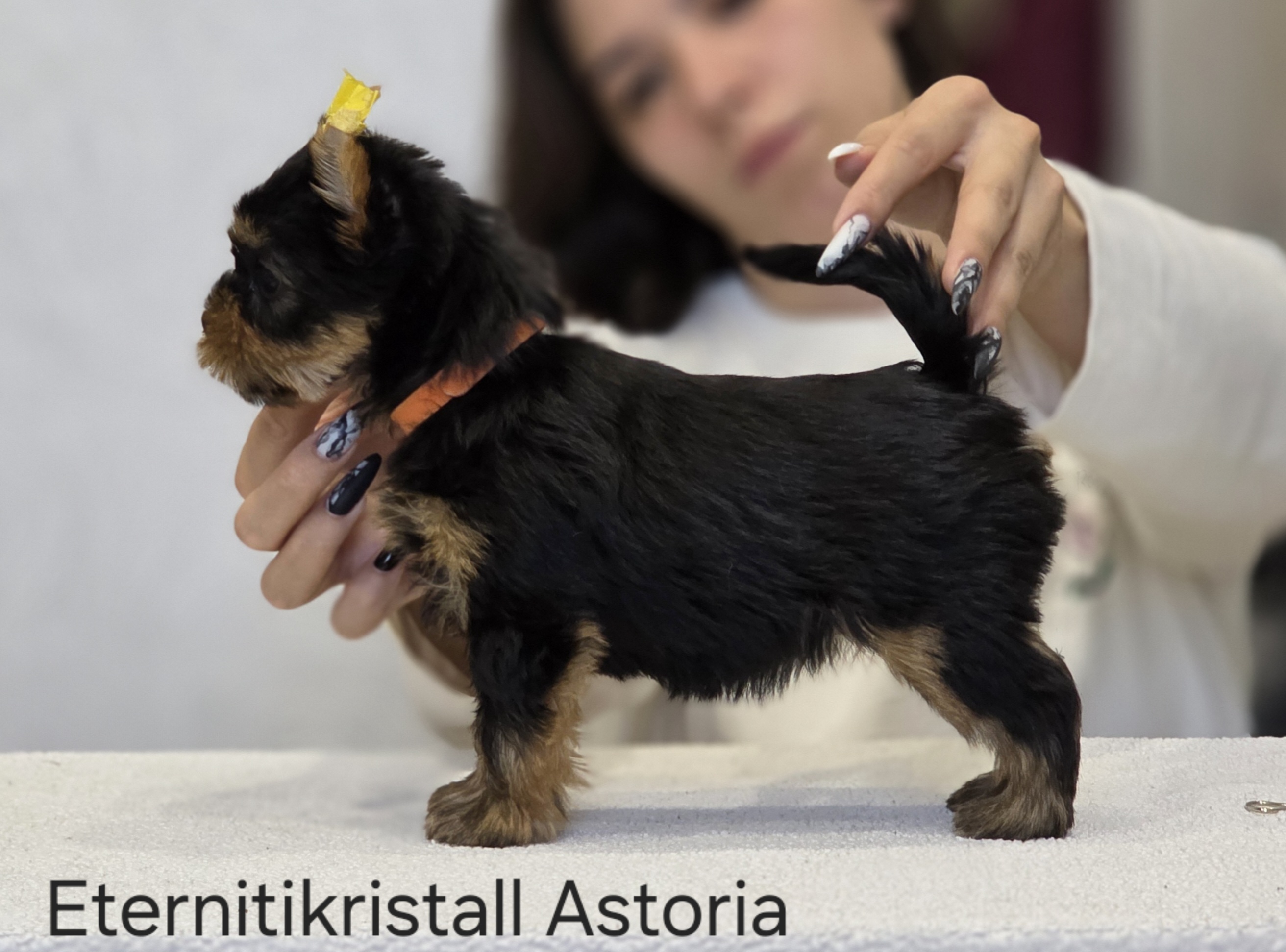 ETERNITIKRISTALL ASTORIA &mdash; Labaza DogPedigree YorkshireTerrier