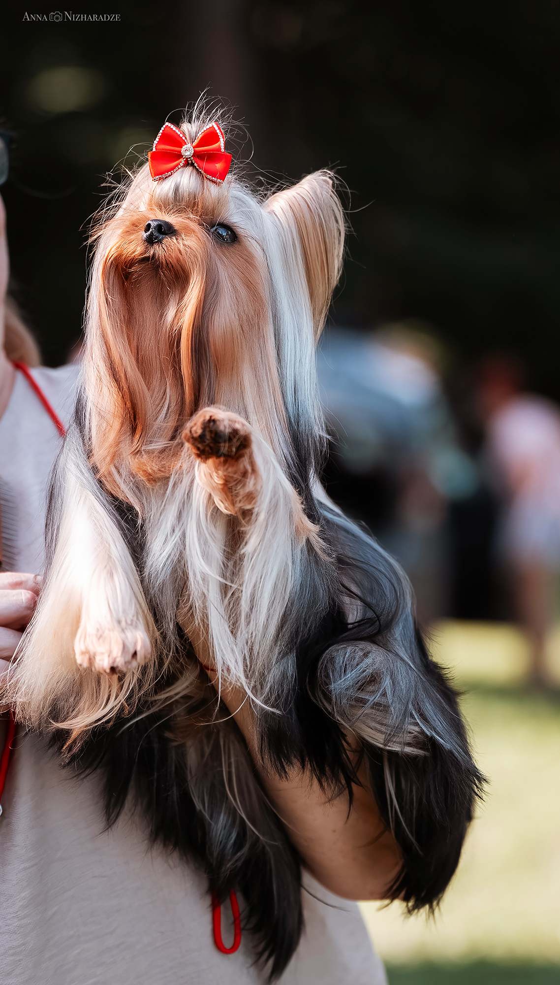  OVATSIYA DONA AVRORA CAMILI &mdash; Labaza DogPedigree YorkshireTerrier
