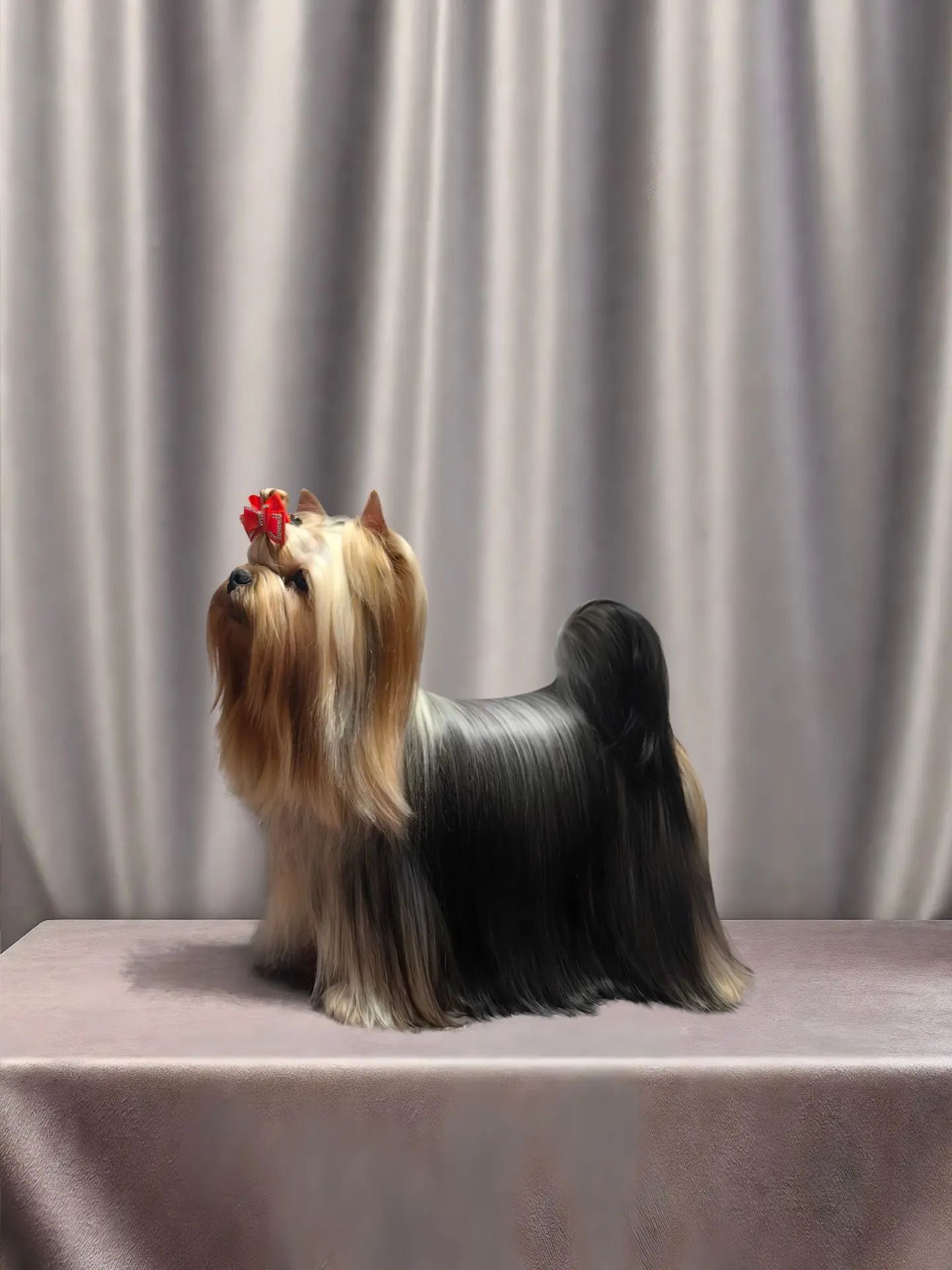 STJUMERS SYNTHIA NIXON-II &mdash; Labaza DogPedigree YorkshireTerrier
