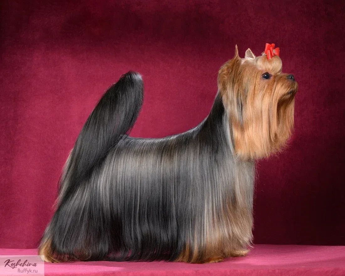 STJUMERS ALTERNATIVE &mdash; Labaza DogPedigree YorkshireTerrier