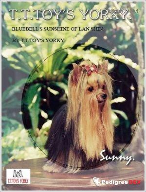 BLUEBELL'S SUNSHINE OF LAN SHIN &mdash; Labaza DogPedigree YorkshireTerrier