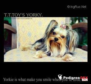 CLYDERMANN VOM STAUFENBLICK &mdash; Labaza DogPedigree YorkshireTerrier