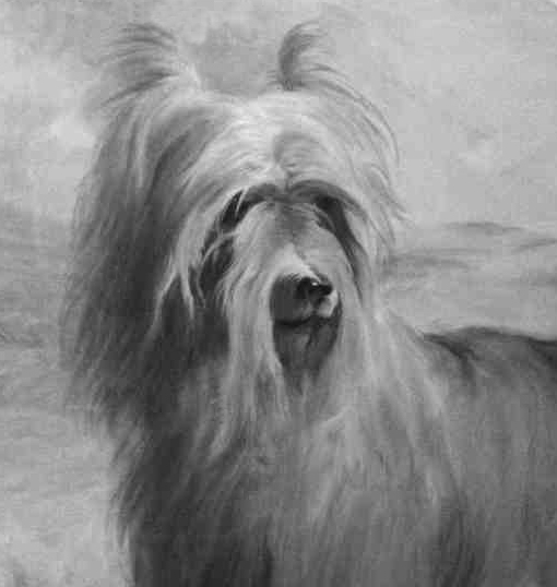 HUDDERSFIELD BEN &mdash; Labaza DogPedigree YorkshireTerrier