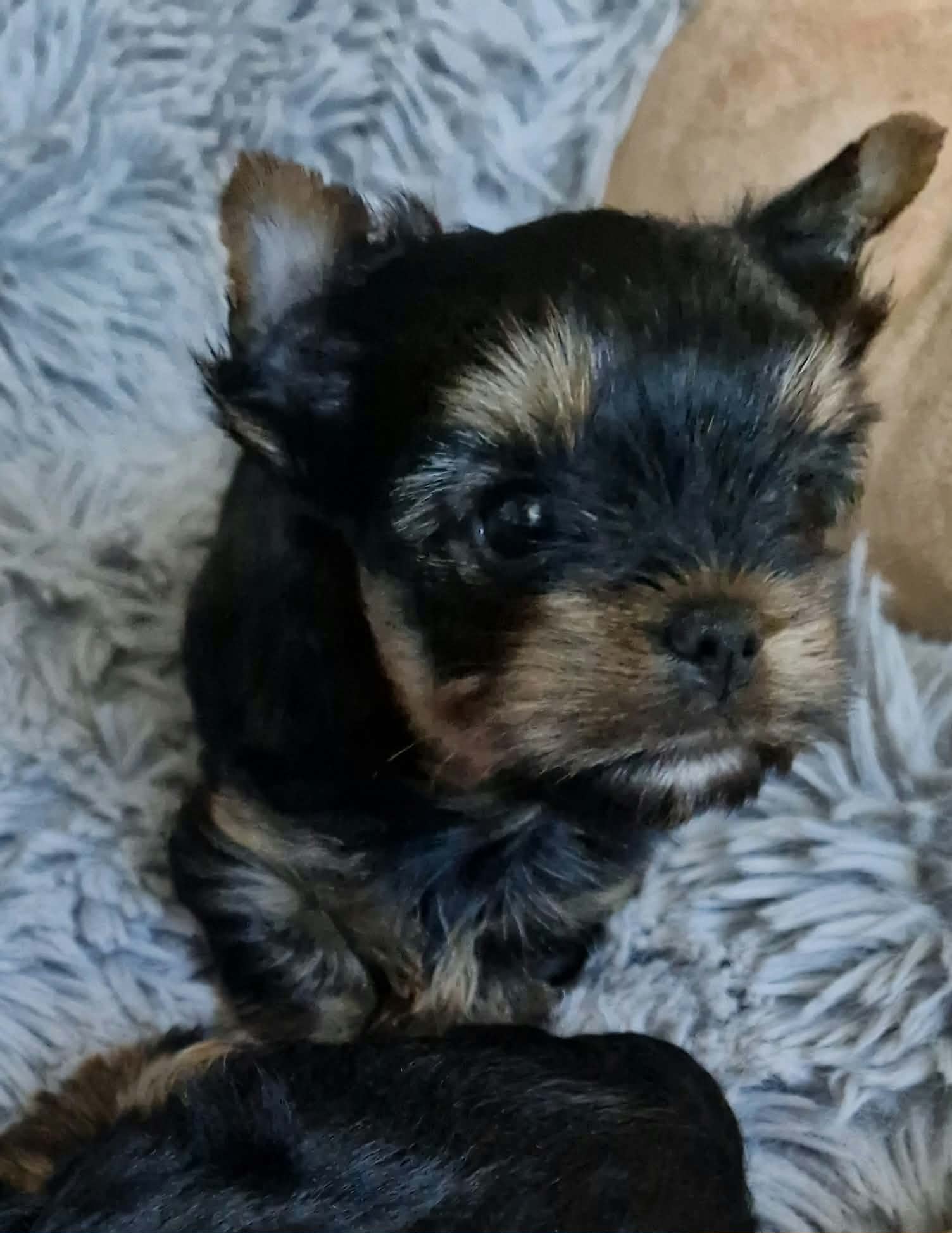SILVER FLAME SHADOWROCKET &mdash; Labaza DogPedigree YorkshireTerrier