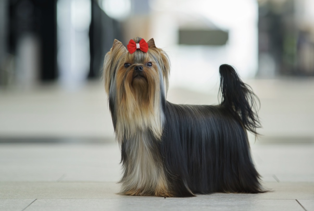 MAJESTIC FORCE TINKY-WINKY &mdash; Labaza DogPedigree YorkshireTerrier