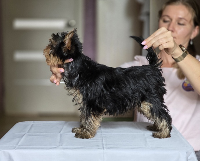 IMPIRE POWER COSMOS &mdash; Labaza DogPedigree YorkshireTerrier