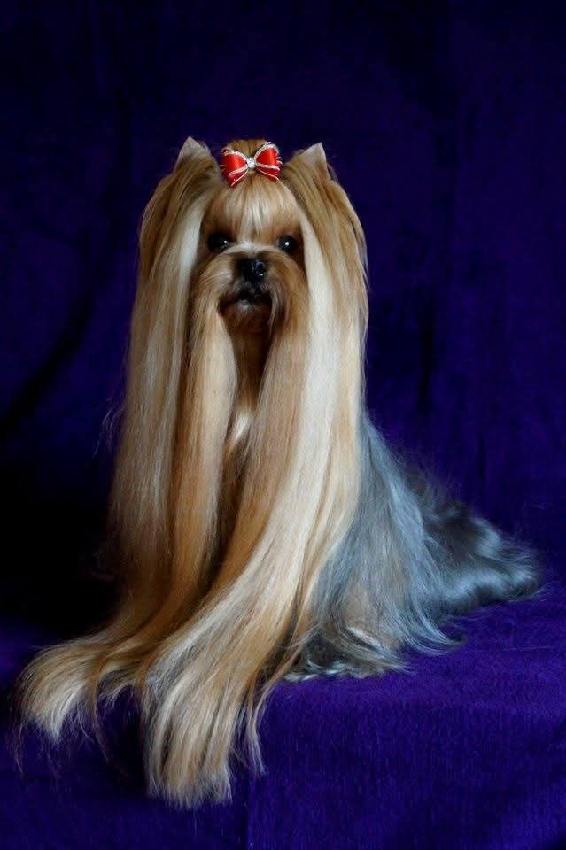  AZHIOTAZH BLAZING VINNER &mdash; Labaza DogPedigree YorkshireTerrier