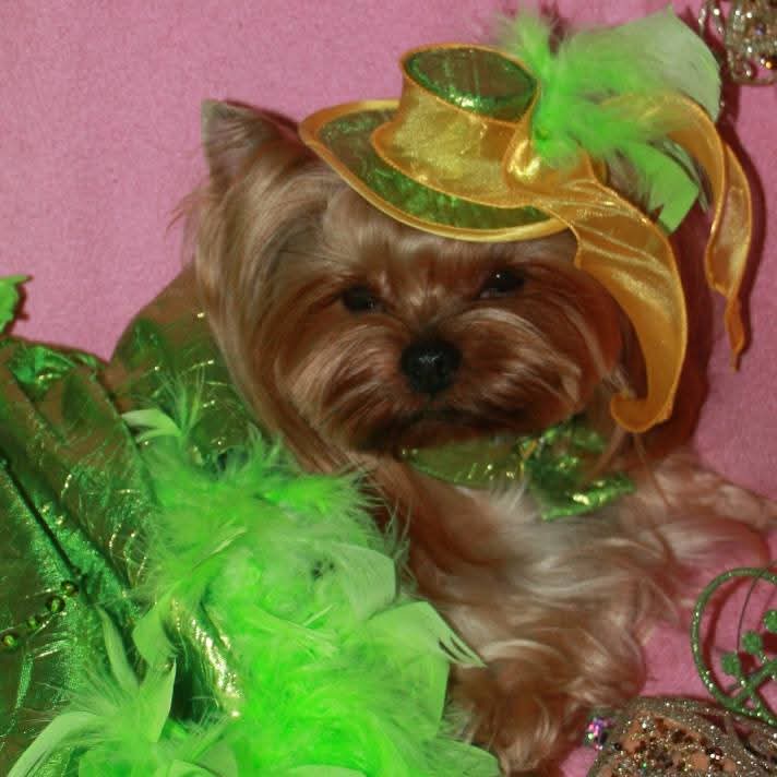  GRETTI ETUAL &mdash; Labaza DogPedigree YorkshireTerrier