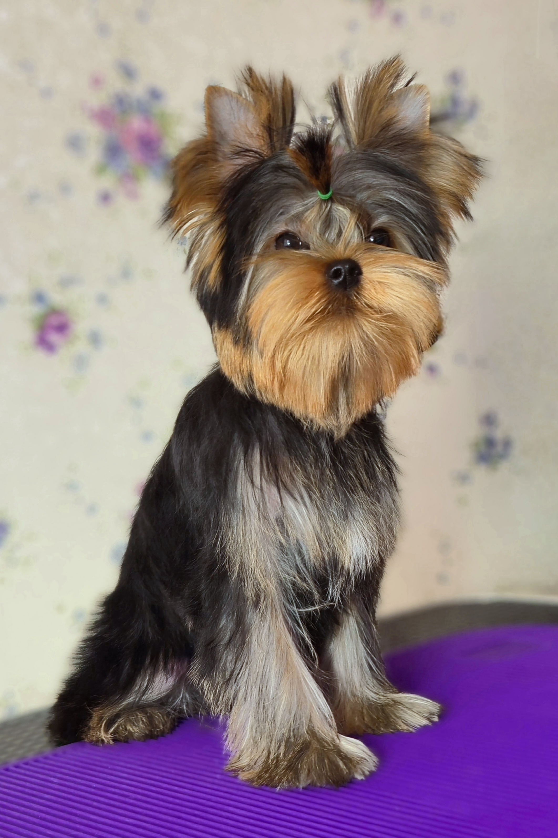Vole'T Shou VOLE'T SHOU ROLEX &mdash; Labaza DogPedigree YorkshireTerrier