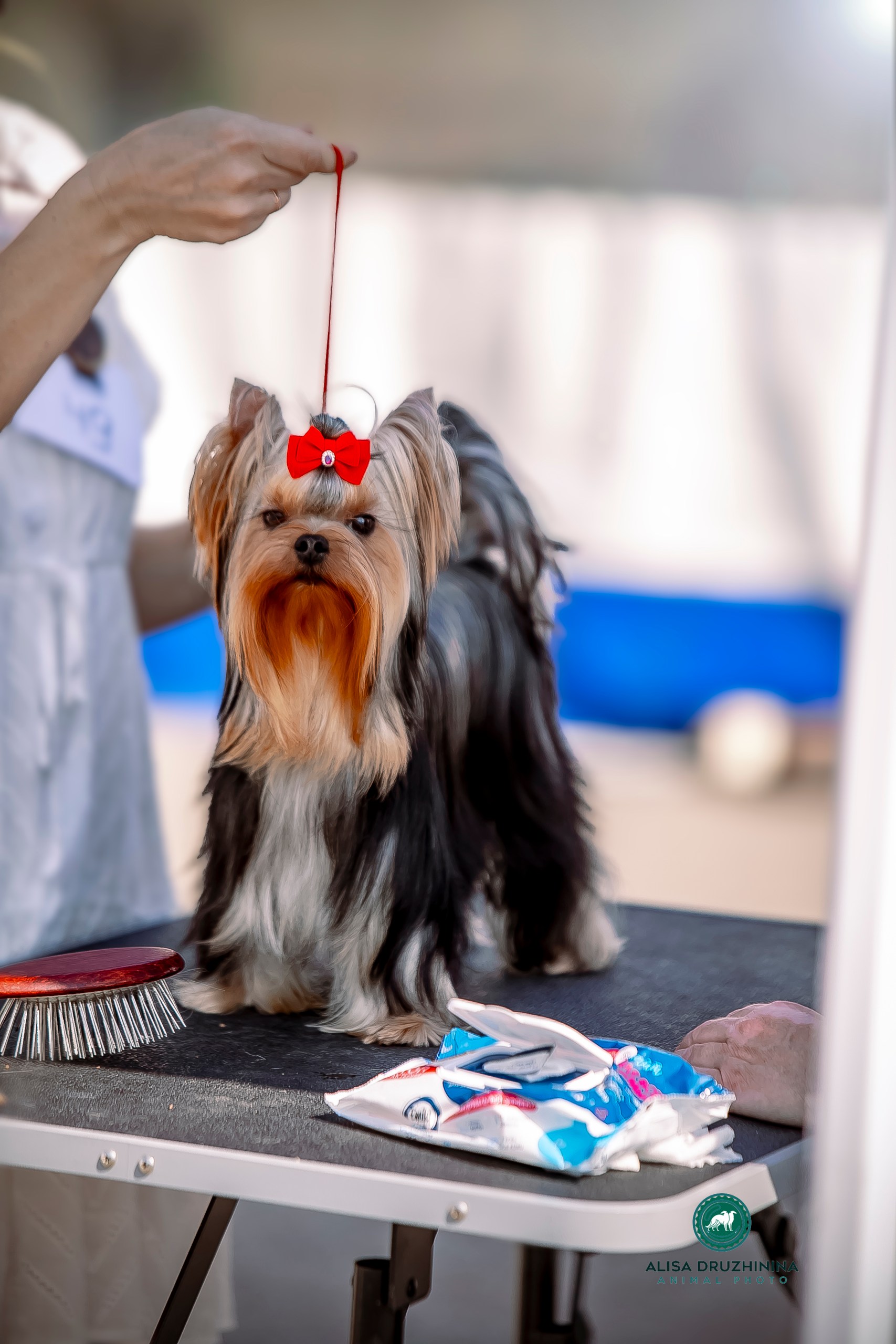  WELLARY HERITAGE &mdash; Labaza DogPedigree YorkshireTerrier