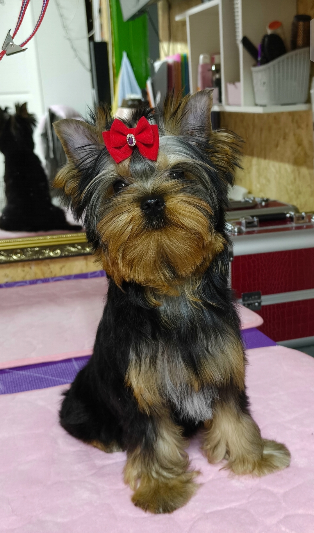 As'Torria Life AS'TORRIA LIFE MIKAEL CHARM DE'LUXE &mdash; Labaza DogPedigree YorkshireTerrier