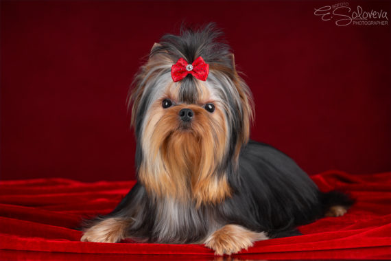  SMILAIN DEFIANT &mdash; Labaza DogPedigree YorkshireTerrier