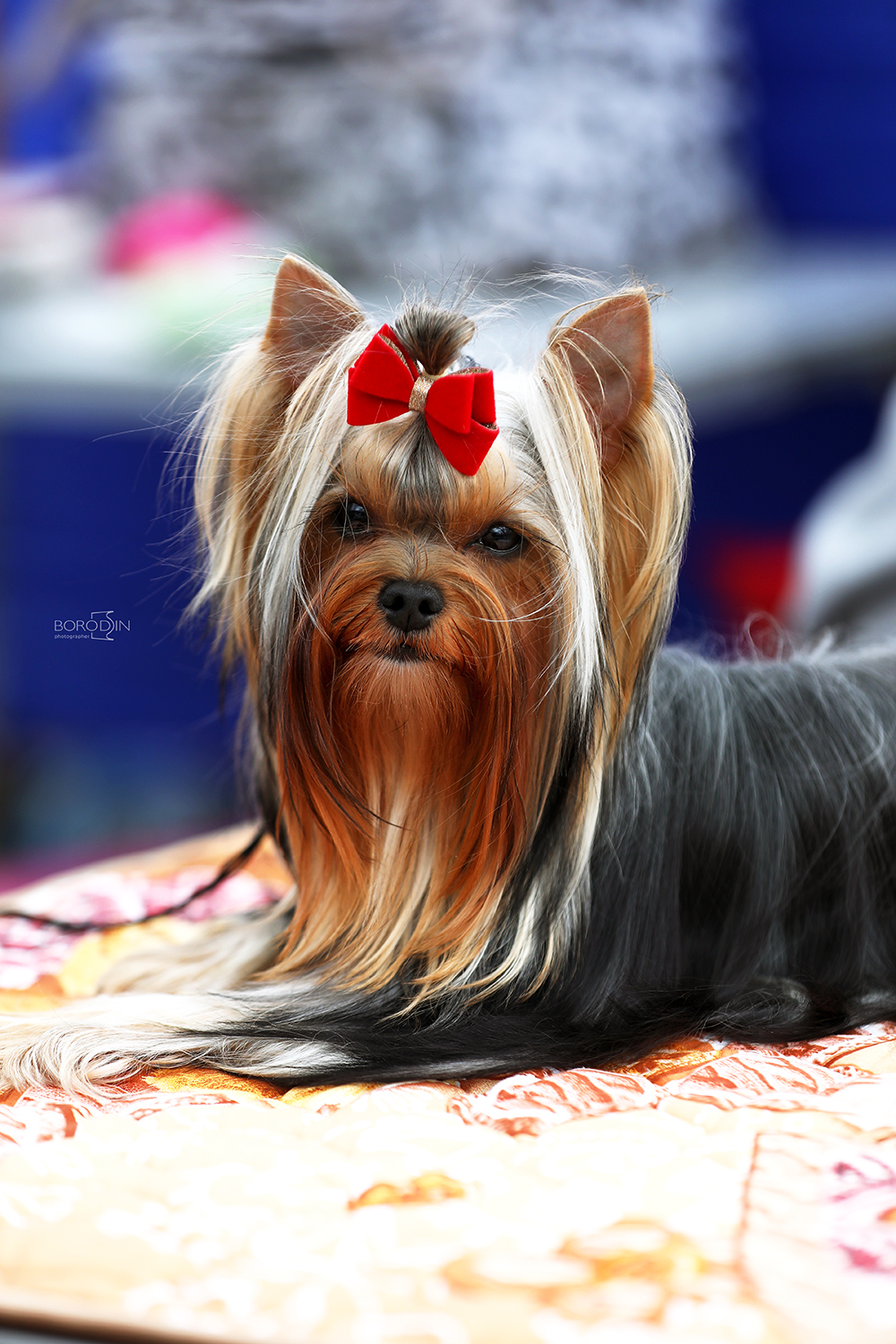 AGATA ALL LOVE FOR YOU &mdash; Labaza DogPedigree YorkshireTerrier