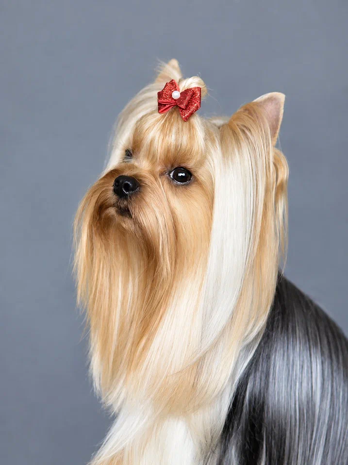 PRIMAVERA INCANTA EFFECT &mdash; Labaza DogPedigree YorkshireTerrier