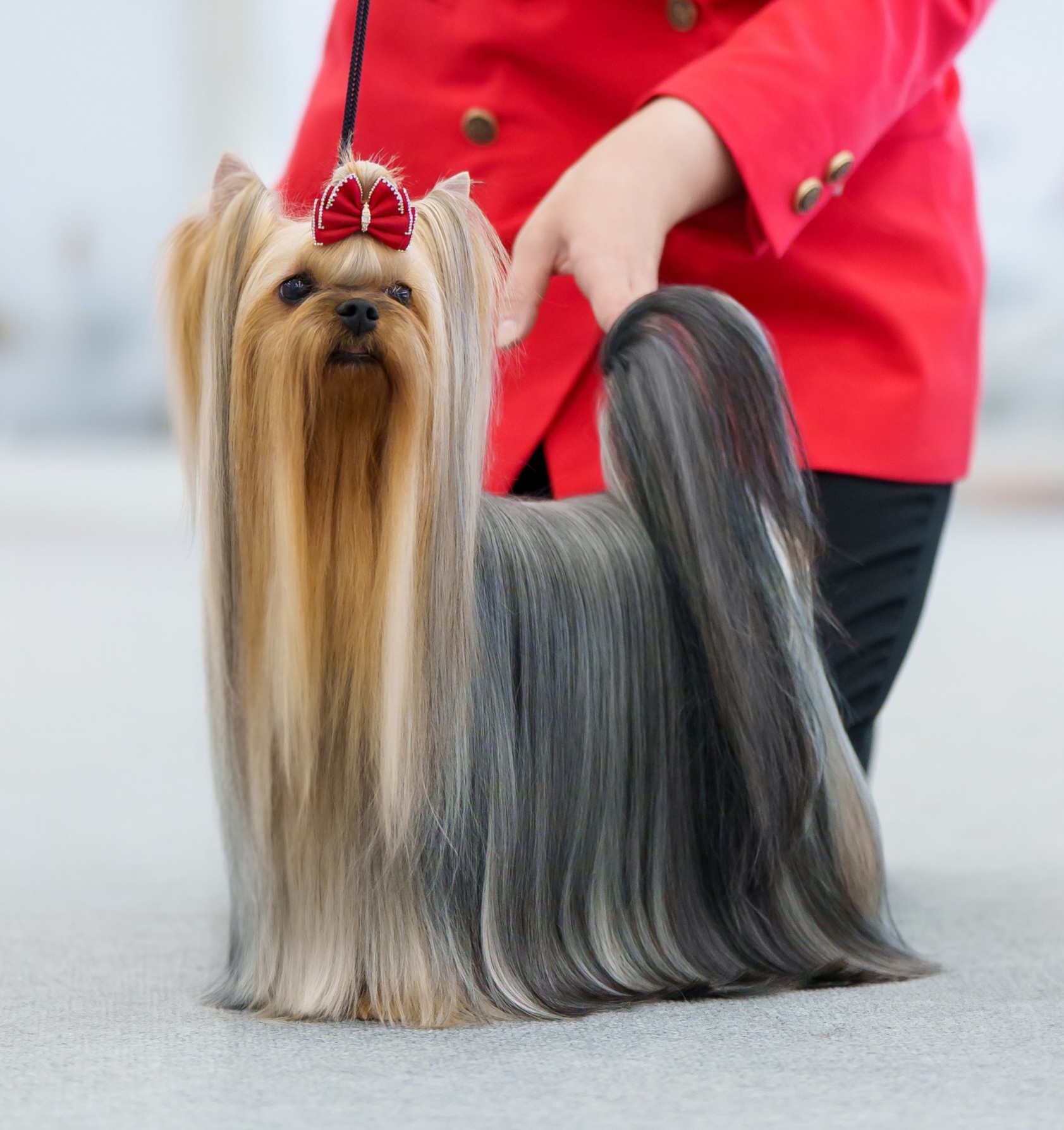 Vole'T Shou VOLE'T SHOU QUINTESSENCE &mdash; Labaza DogPedigree YorkshireTerrier