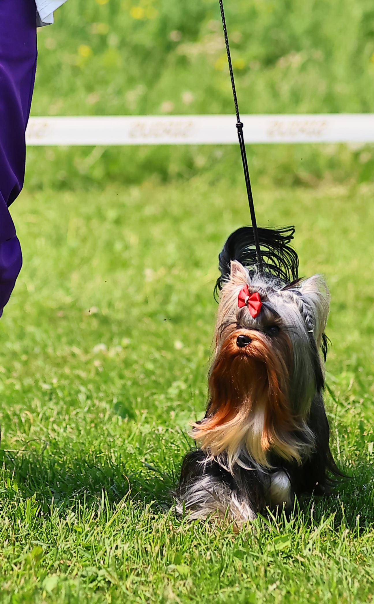 DAR PRISE KARAVELLA &mdash; Labaza DogPedigree YorkshireTerrier