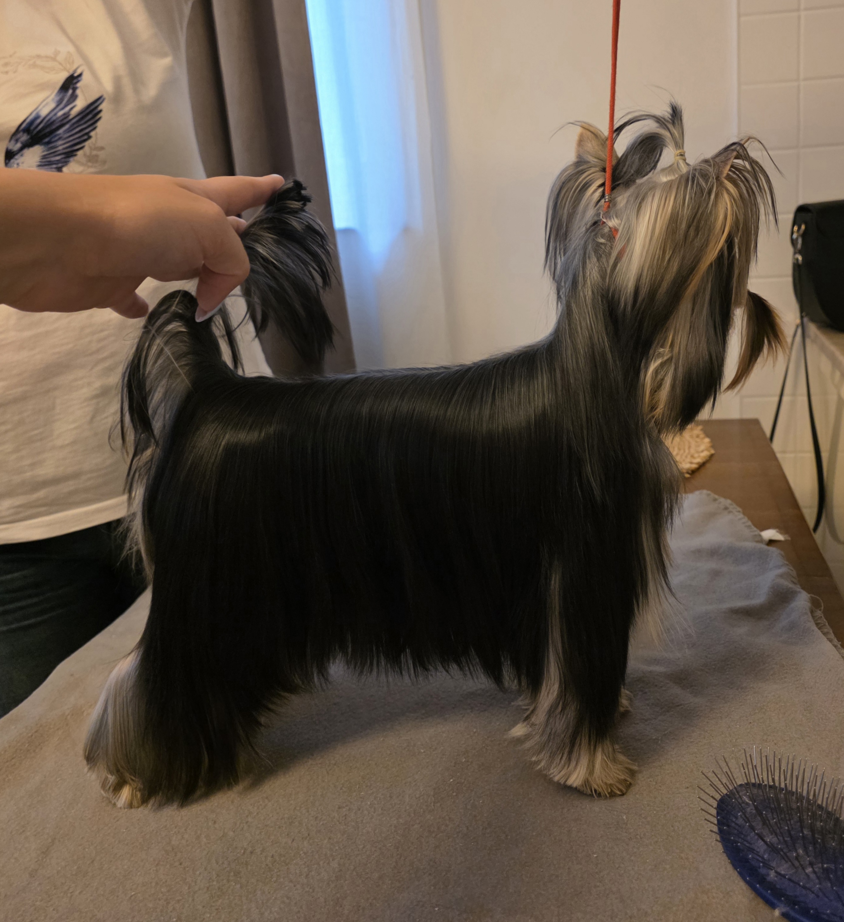 TOTALLY ADDICTED TOUCH THE PLEASURE &mdash; Labaza DogPedigree YorkshireTerrier