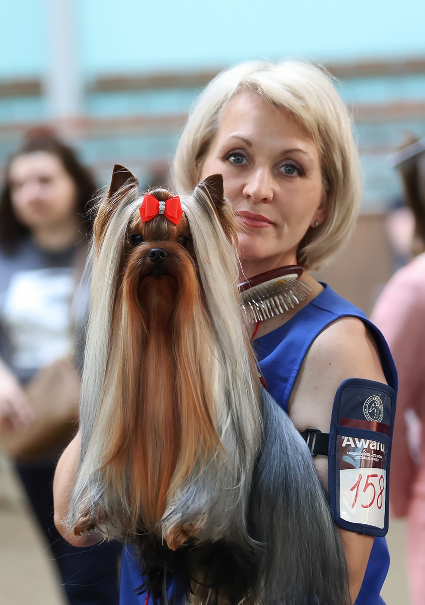 Боггемия Прайм &mdash; Labaza DogPedigree YorkshireTerrier