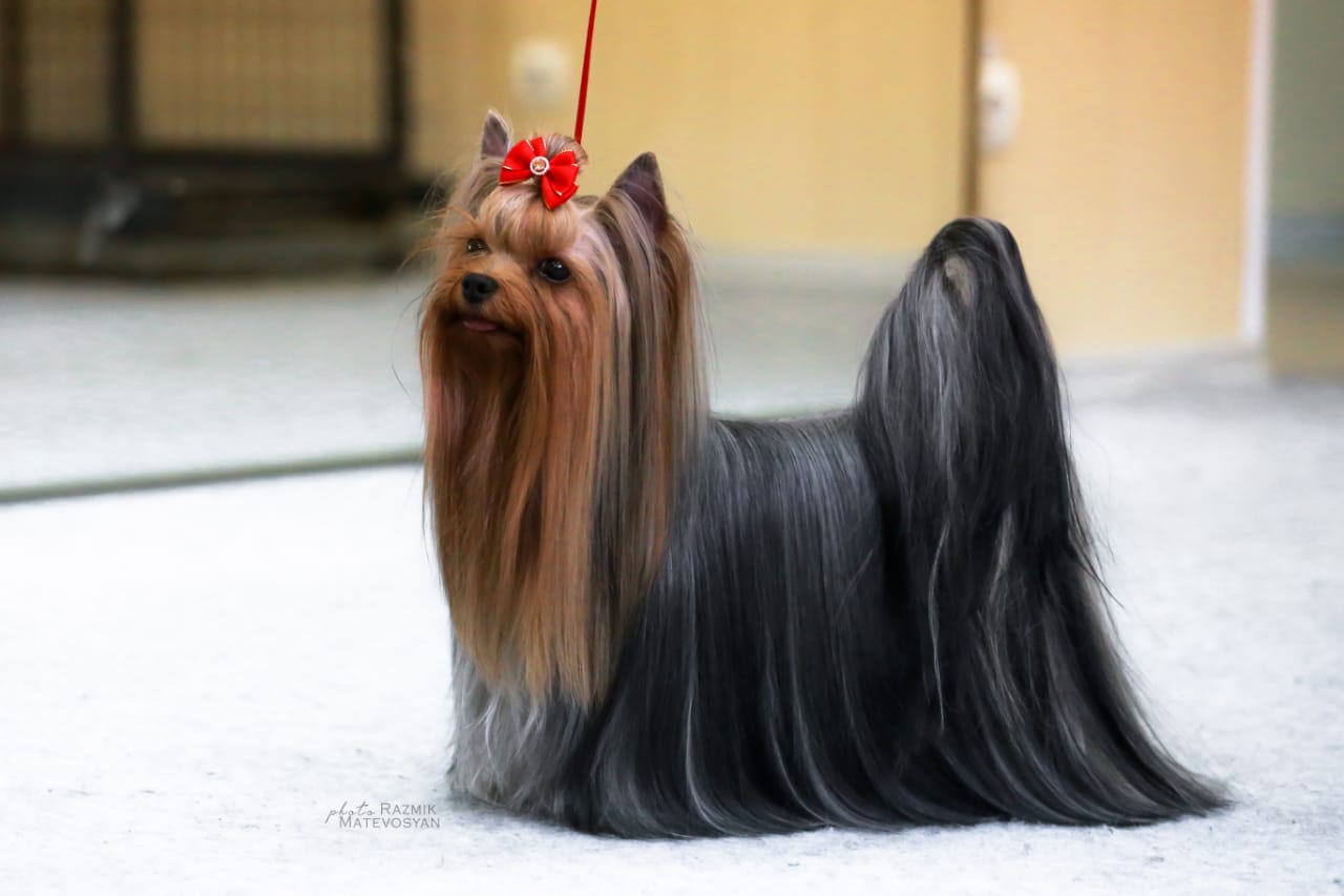 VALTEN HOUND KUKKI &mdash; Labaza DogPedigree YorkshireTerrier