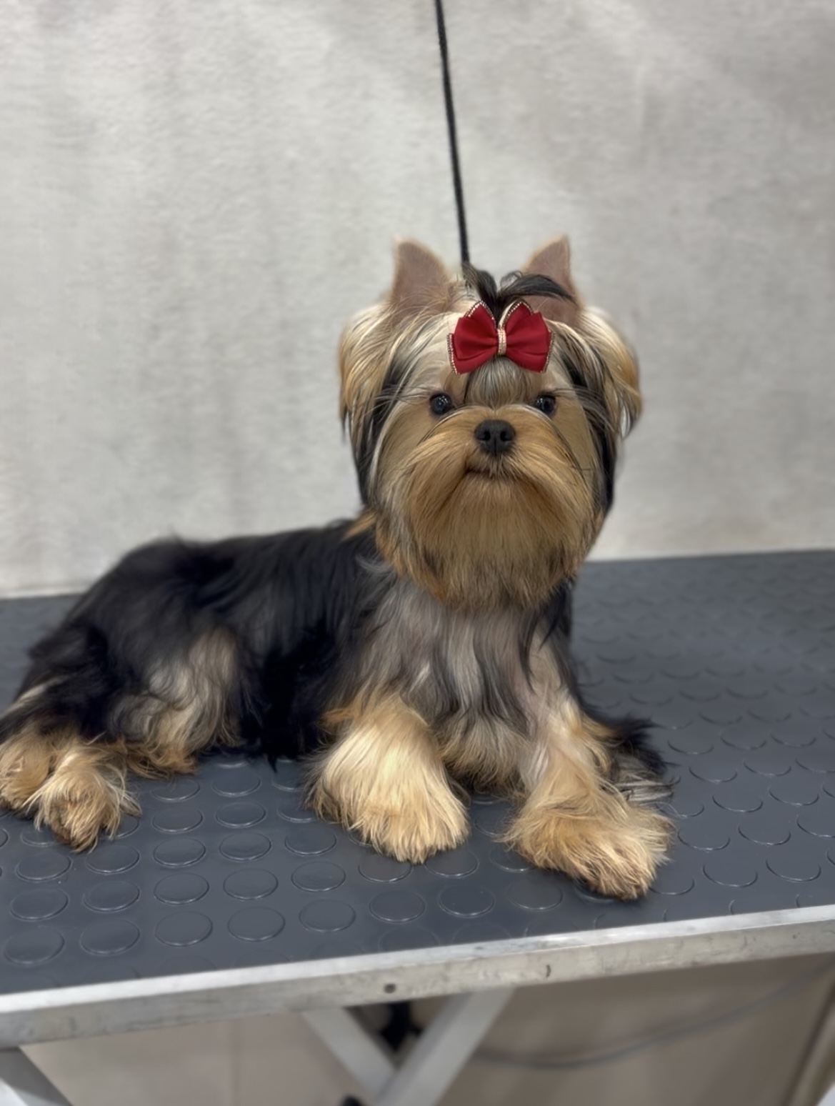 ARSTAR IMPERIAL AXIOMA &mdash; Labaza DogPedigree YorkshireTerrier