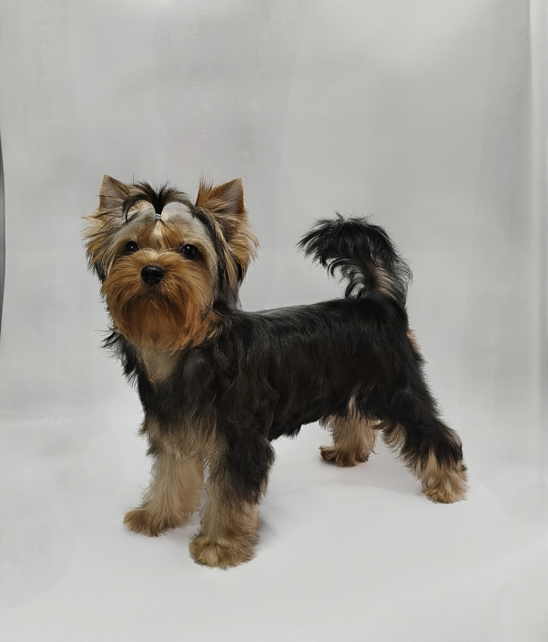 AS'TORRIA LIFE NEON SMOKI SMILE &mdash; Labaza DogPedigree YorkshireTerrier