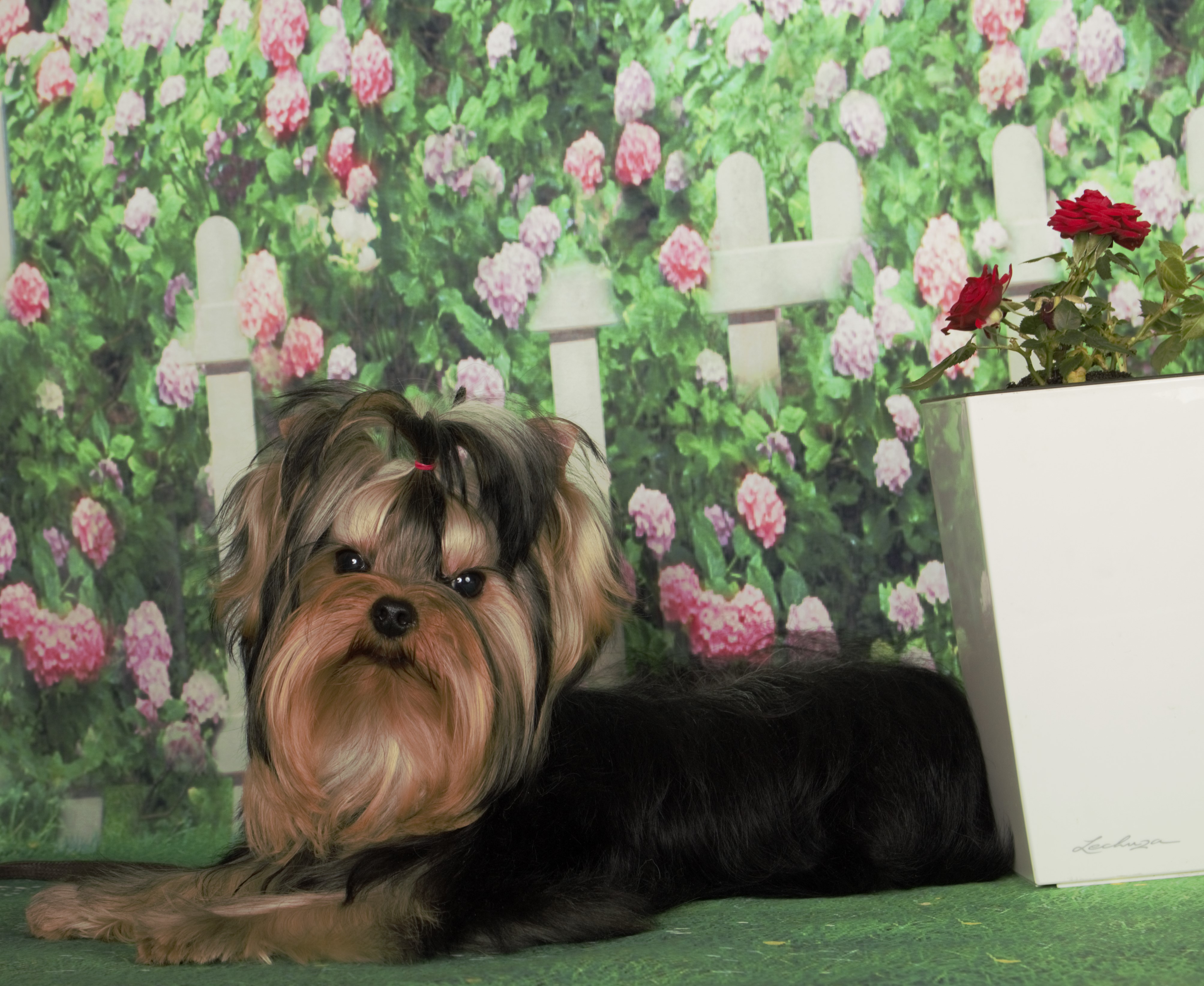  LARANTA GANGNAM STYLE &mdash; Labaza DogPedigree YorkshireTerrier