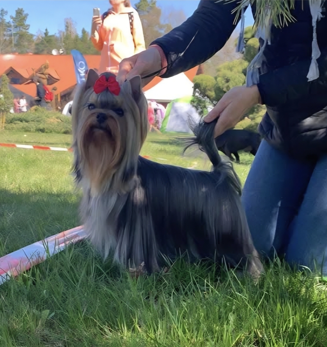  CHLOE LOVE STORY TAI GENIJUS &mdash; Labaza DogPedigree YorkshireTerrier