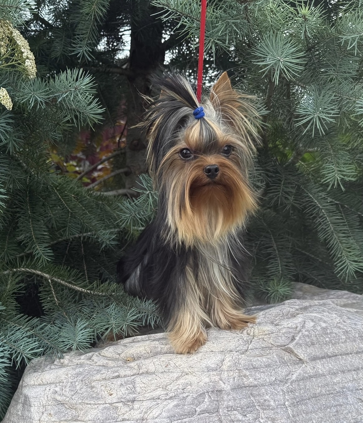 SVETSTYLE TSAR &mdash; Labaza DogPedigree YorkshireTerrier