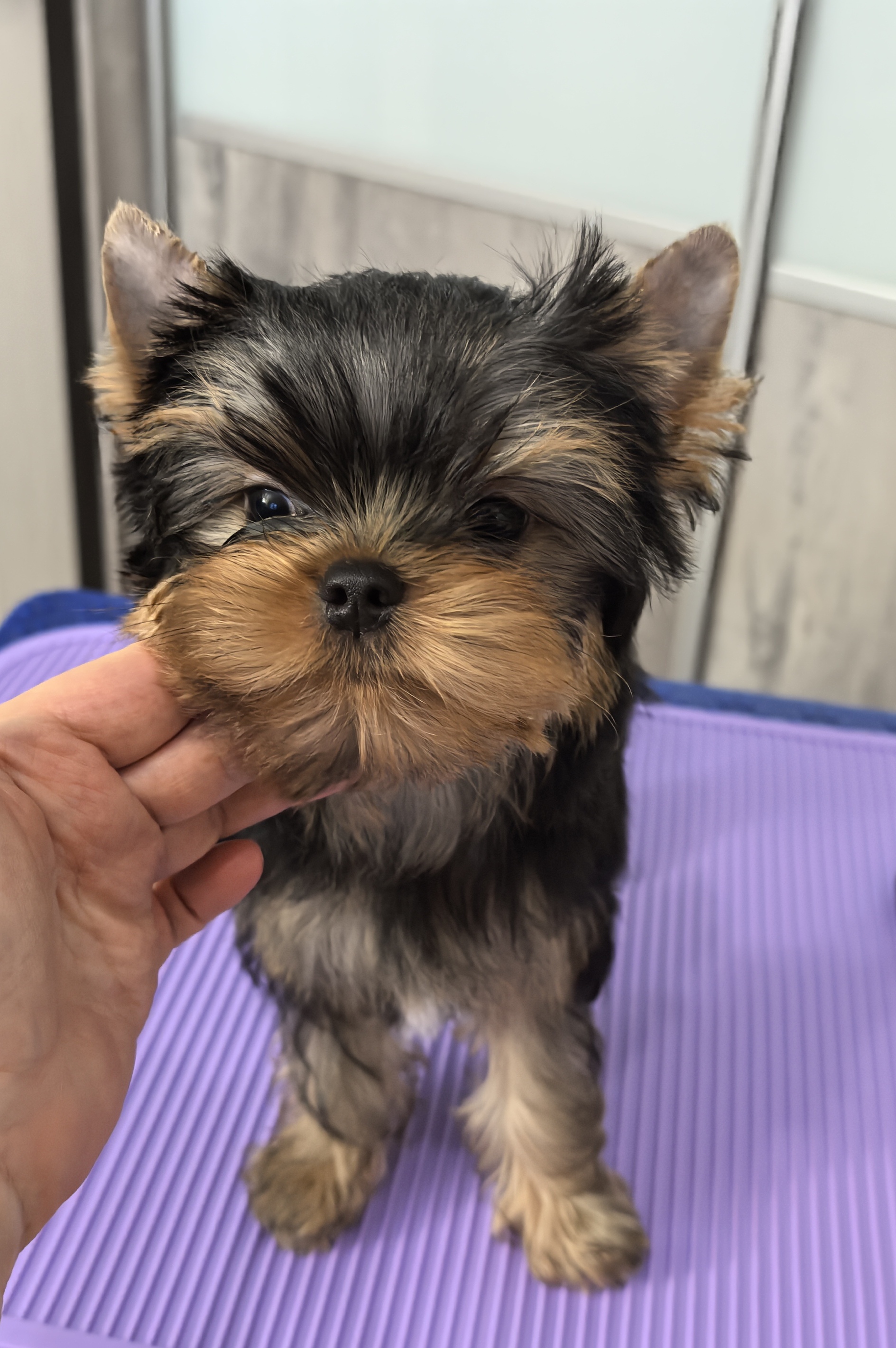 BANNY BELL GLYANETS &mdash; Labaza DogPedigree YorkshireTerrier