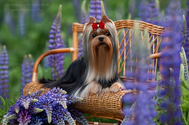  LARANTA ICE & FIRE &mdash; Labaza DogPedigree YorkshireTerrier