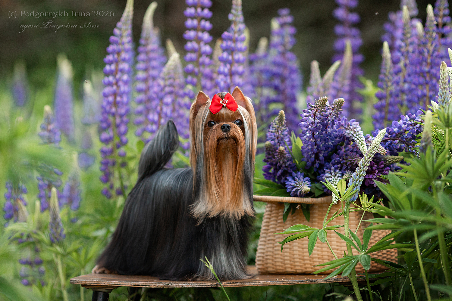  LARANTA ICICLE &mdash; Labaza DogPedigree YorkshireTerrier