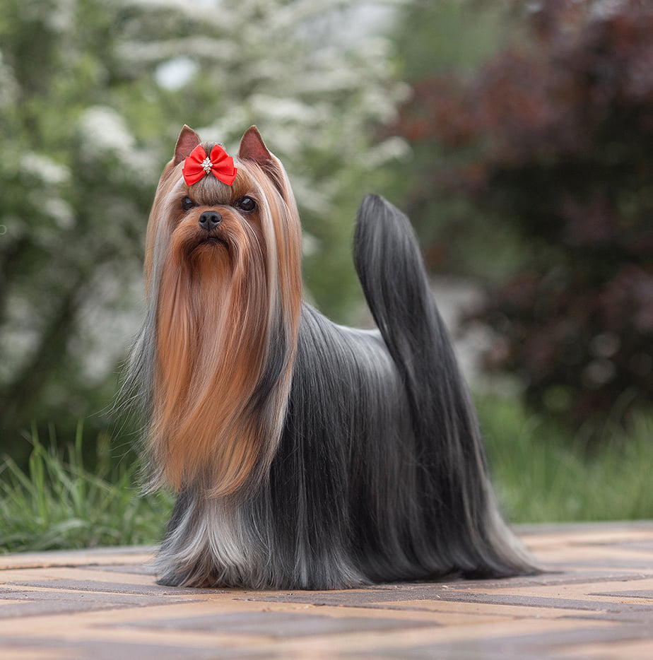 Stjumers STJUMERS  NEFERTITI - II &mdash; Labaza DogPedigree YorkshireTerrier