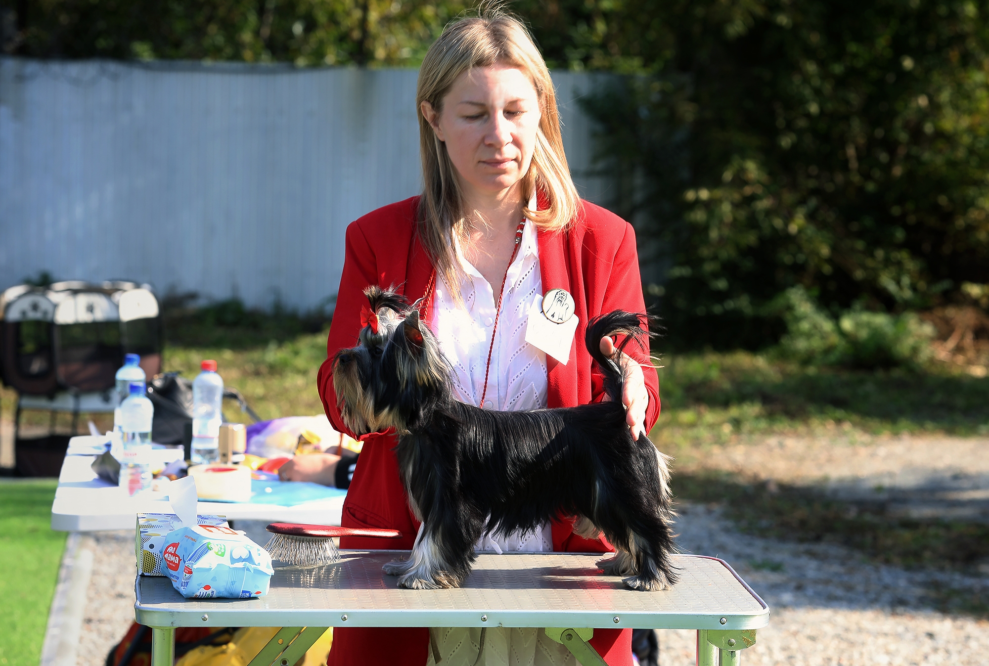 Zhuk_Lena &mdash; Labaza DogPedigree YorkshireTerrier