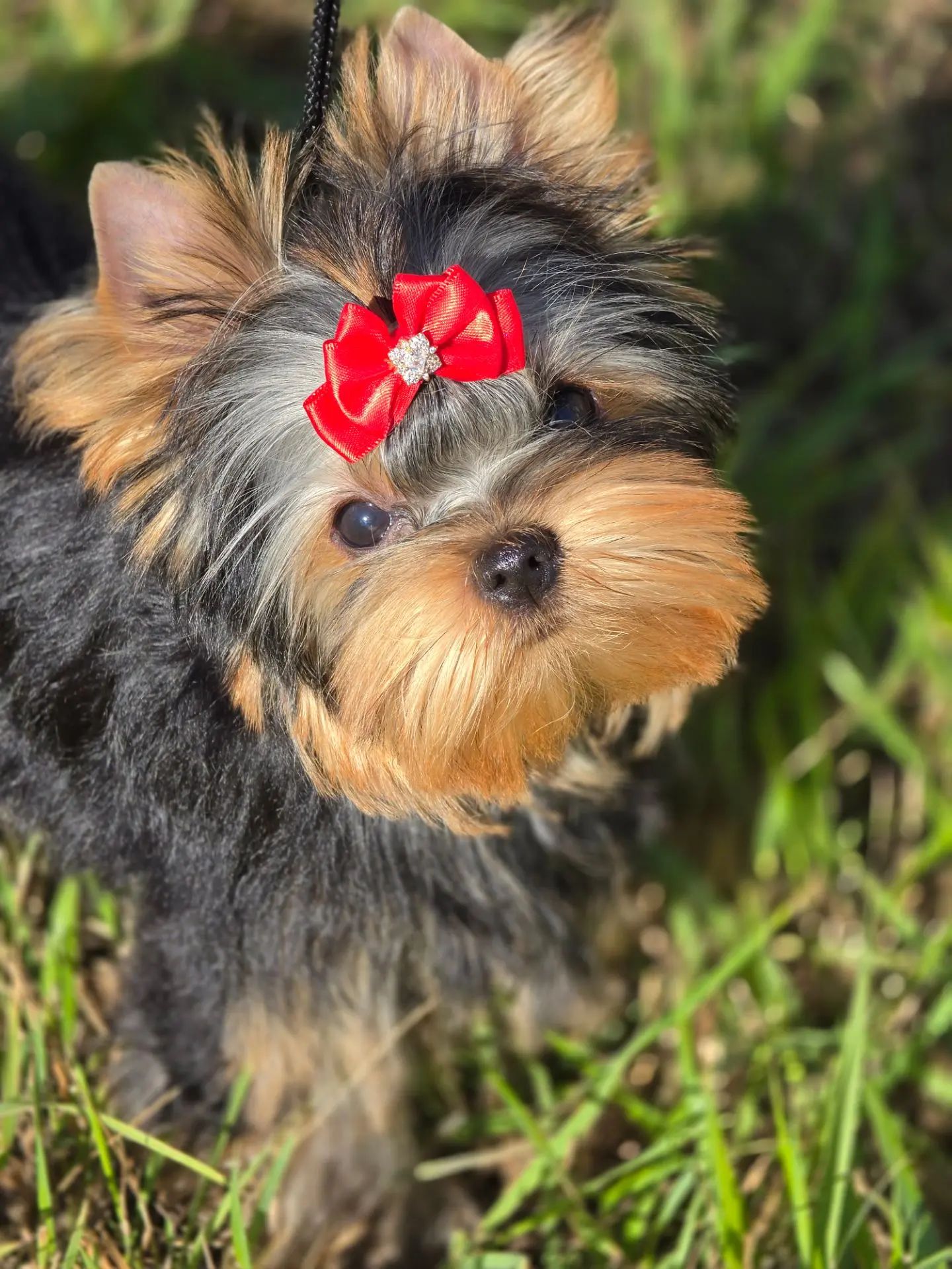  IMPIRE POWER COBRA STYLE &mdash; Labaza DogPedigree YorkshireTerrier