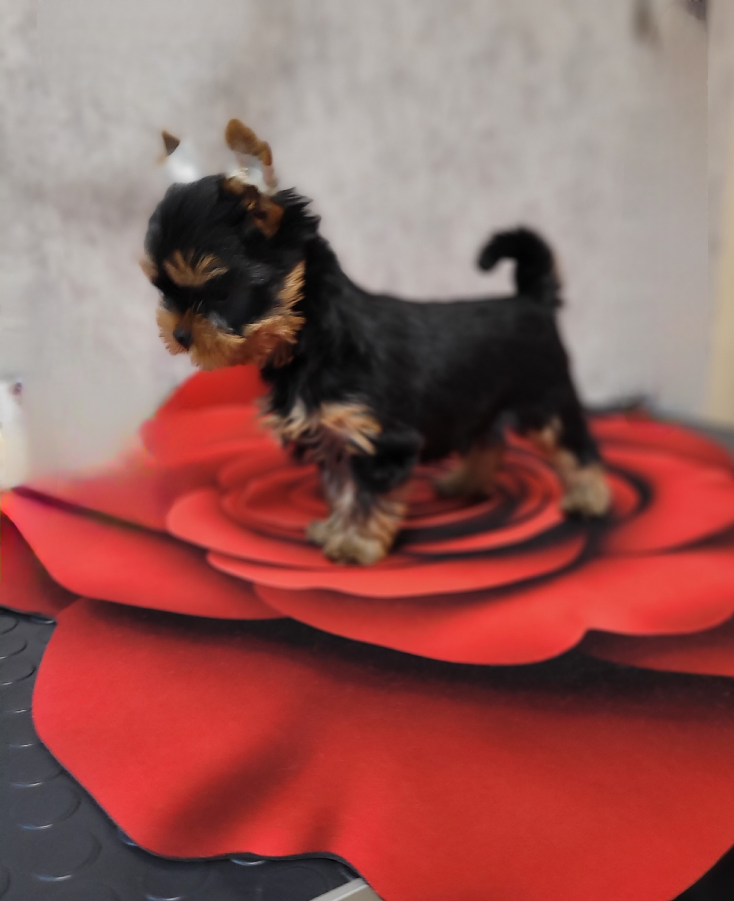  IMPIRE POWER MALIBU &mdash; Labaza DogPedigree YorkshireTerrier