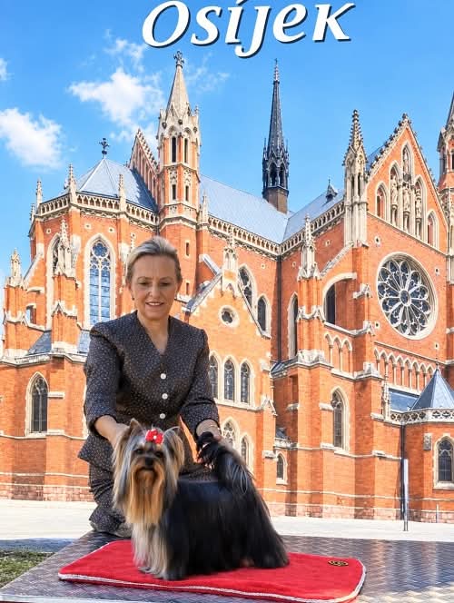  PAST MIDNIGHT TAI GENIJUS &mdash; Labaza DogPedigree YorkshireTerrier
