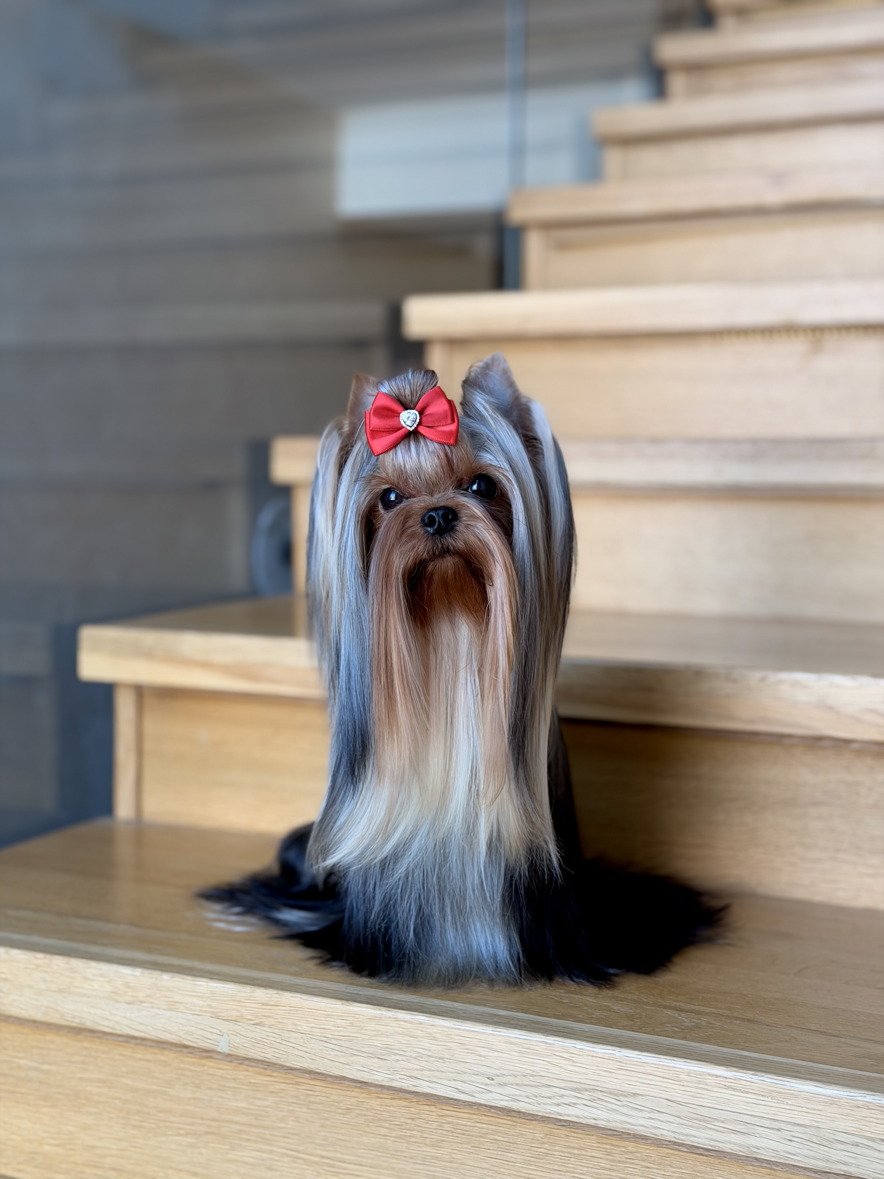 L’Yana De Vista L’YANA DE VISTA YUNONA &mdash; Labaza DogPedigree YorkshireTerrier