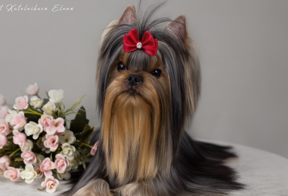  PRIMAVERA INCANTA RAFAELLO &mdash; Labaza DogPedigree YorkshireTerrier