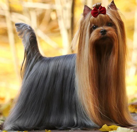 LOLI SHOP PORSHE CAYENNE &mdash; Labaza DogPedigree YorkshireTerrier