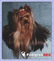 BRAUNSTAR'S THE VIPER'S DEMON &mdash; Labaza DogPedigree YorkshireTerrier