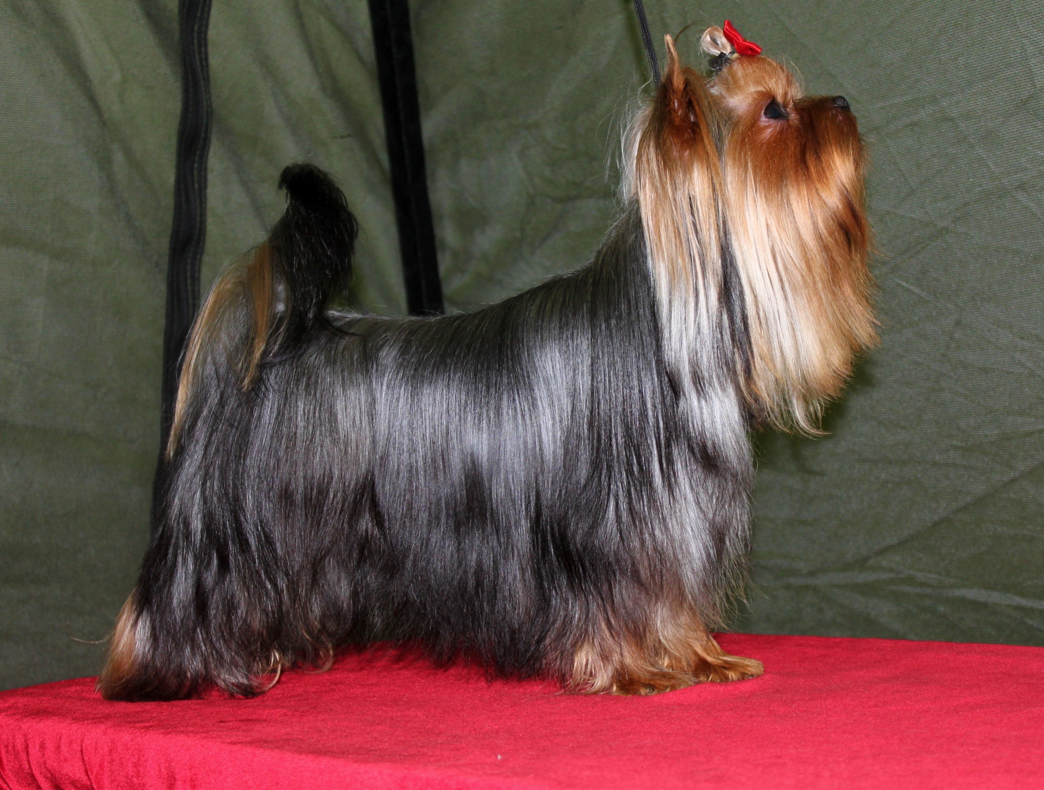  VIDEO STAR IMBIR' &mdash; Labaza DogPedigree YorkshireTerrier