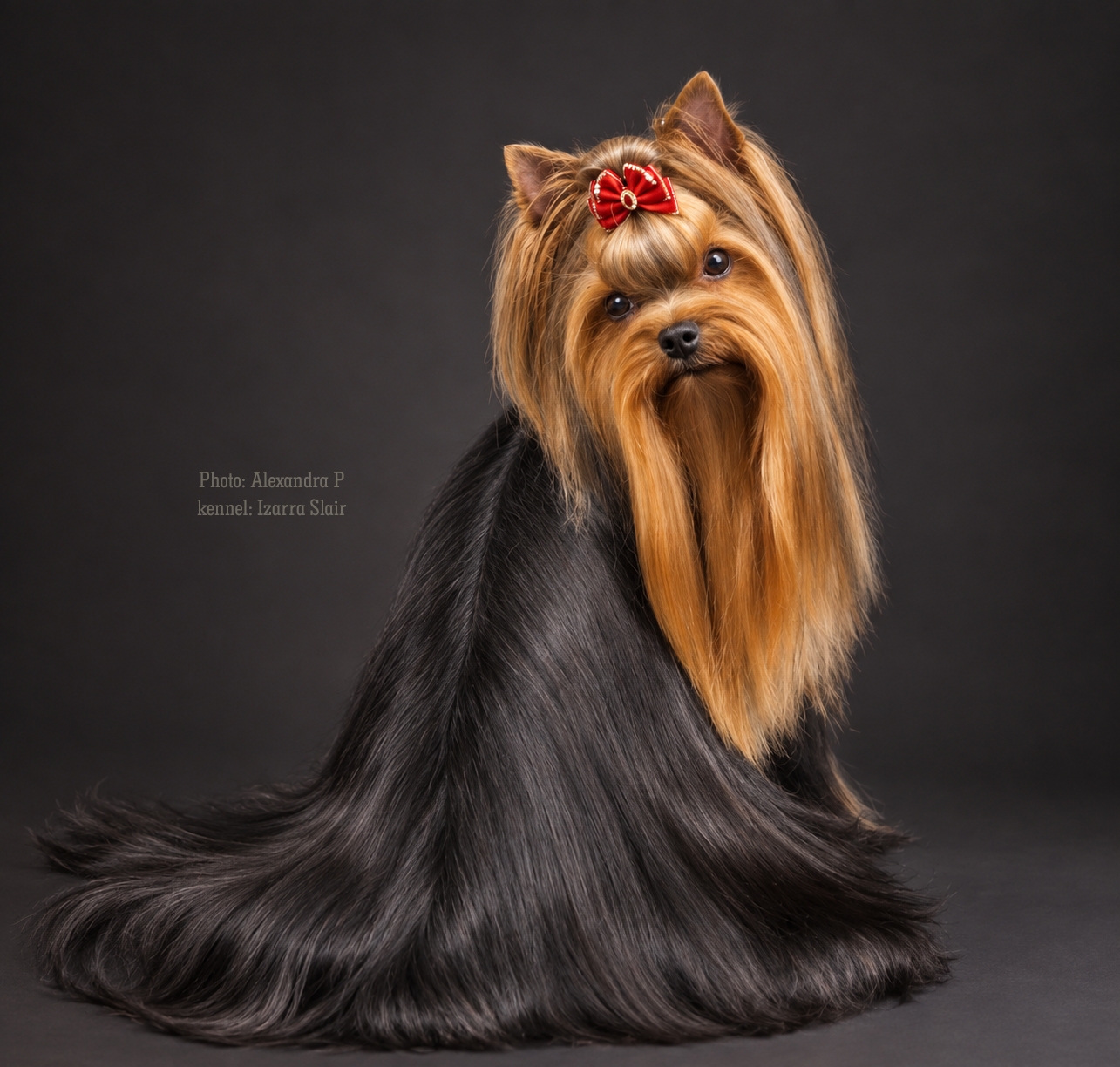 BOMAR STAR JEAN MISHEL &mdash; Labaza DogPedigree YorkshireTerrier