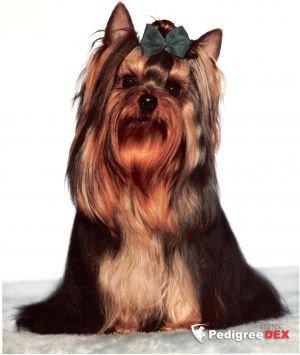 AMYSTIS JEBOS JUSTA KID, &mdash; Labaza DogPedigree YorkshireTerrier