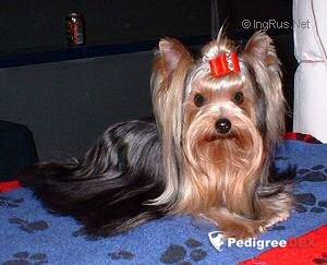 AMWEND'S TO BE OR NOT TO BE &mdash; Labaza DogPedigree YorkshireTerrier
