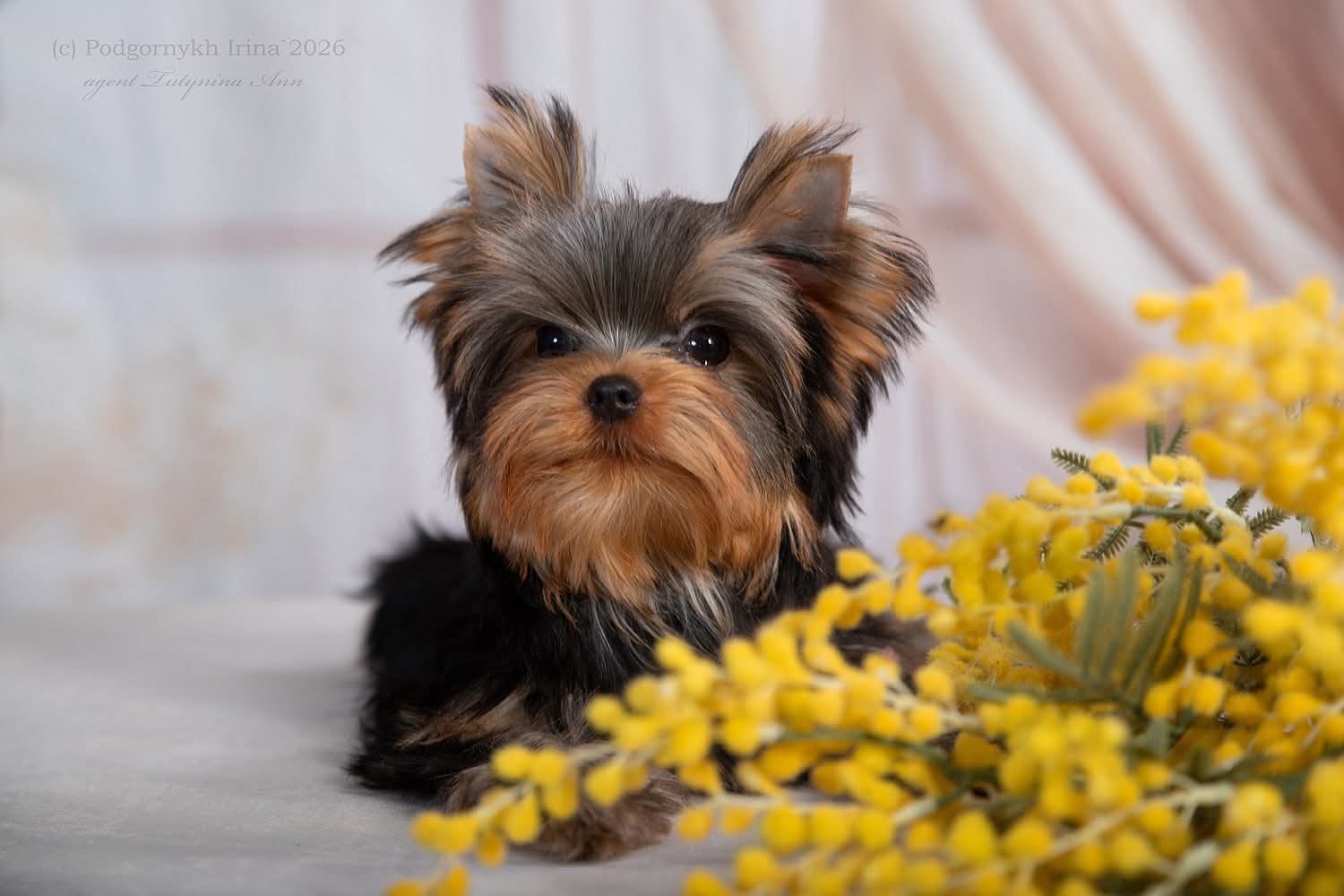 FAVOURITE WINNERS SORBET &mdash; Labaza DogPedigree YorkshireTerrier