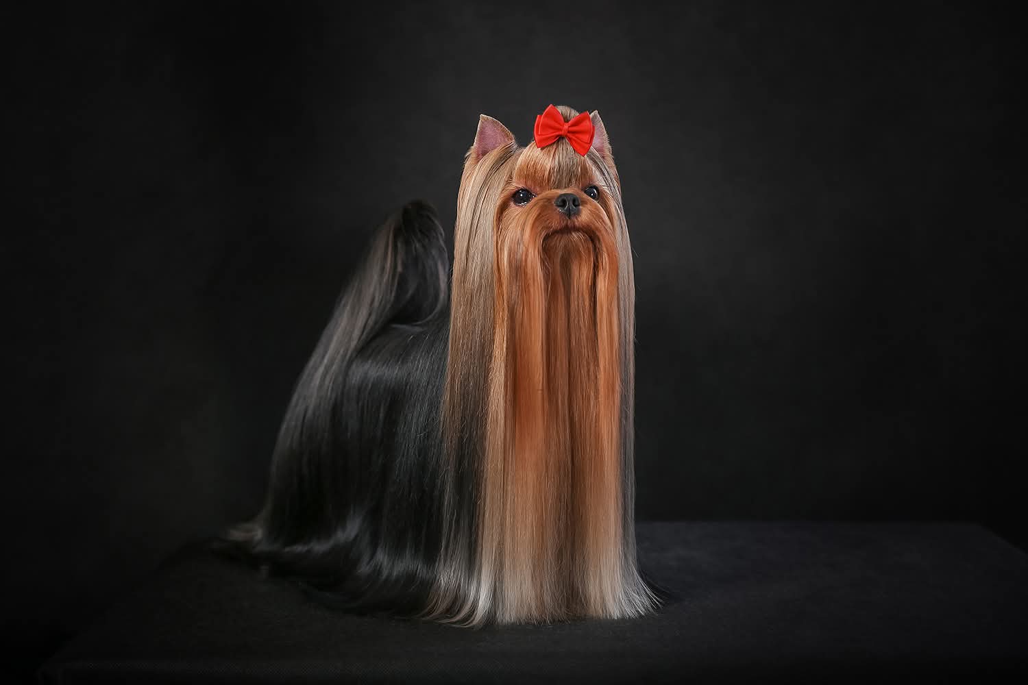 FAVOURITE WINNERS VOROZHEYA &mdash; Labaza DogPedigree YorkshireTerrier