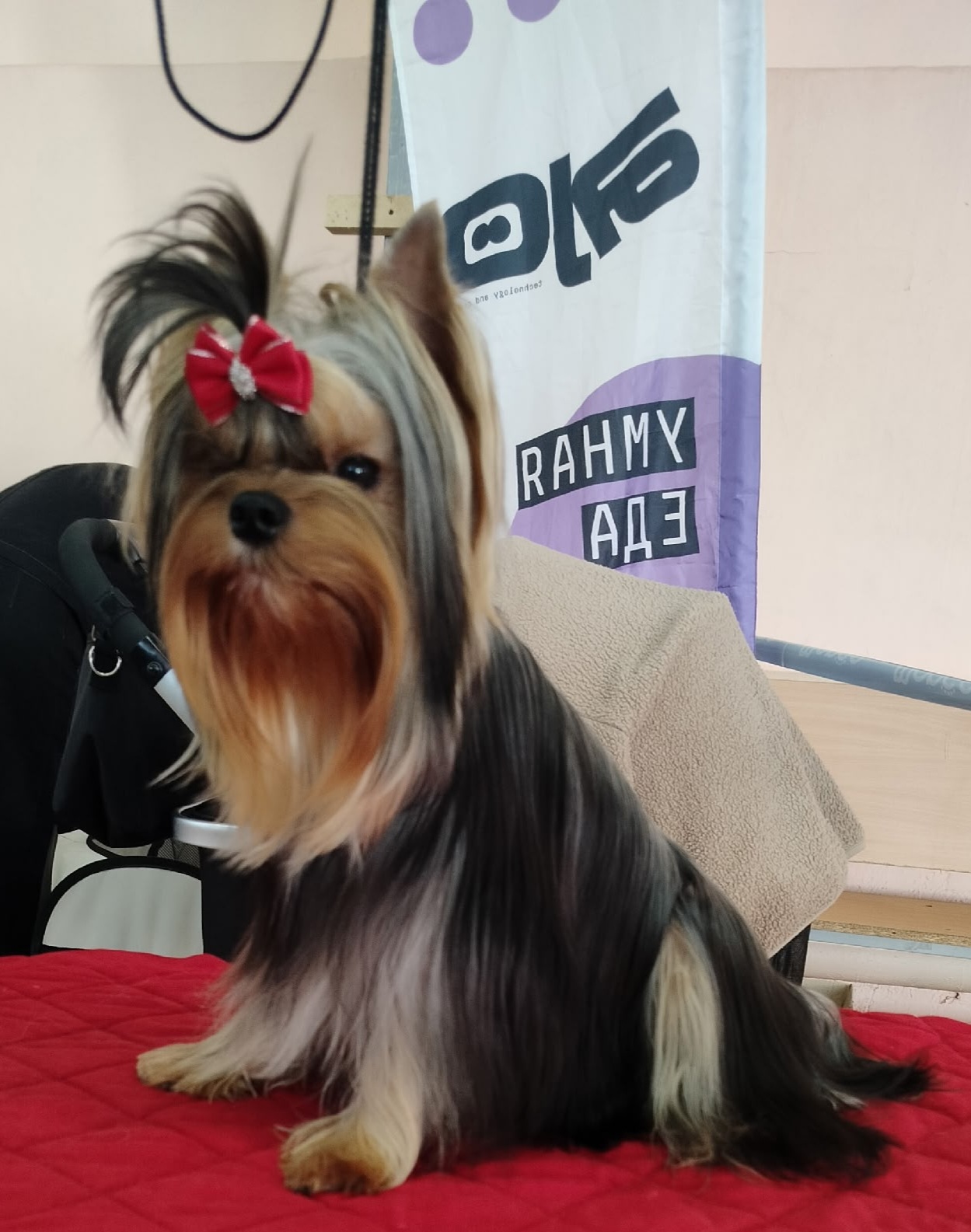  LARANTA CHER AMI &mdash; Labaza DogPedigree YorkshireTerrier