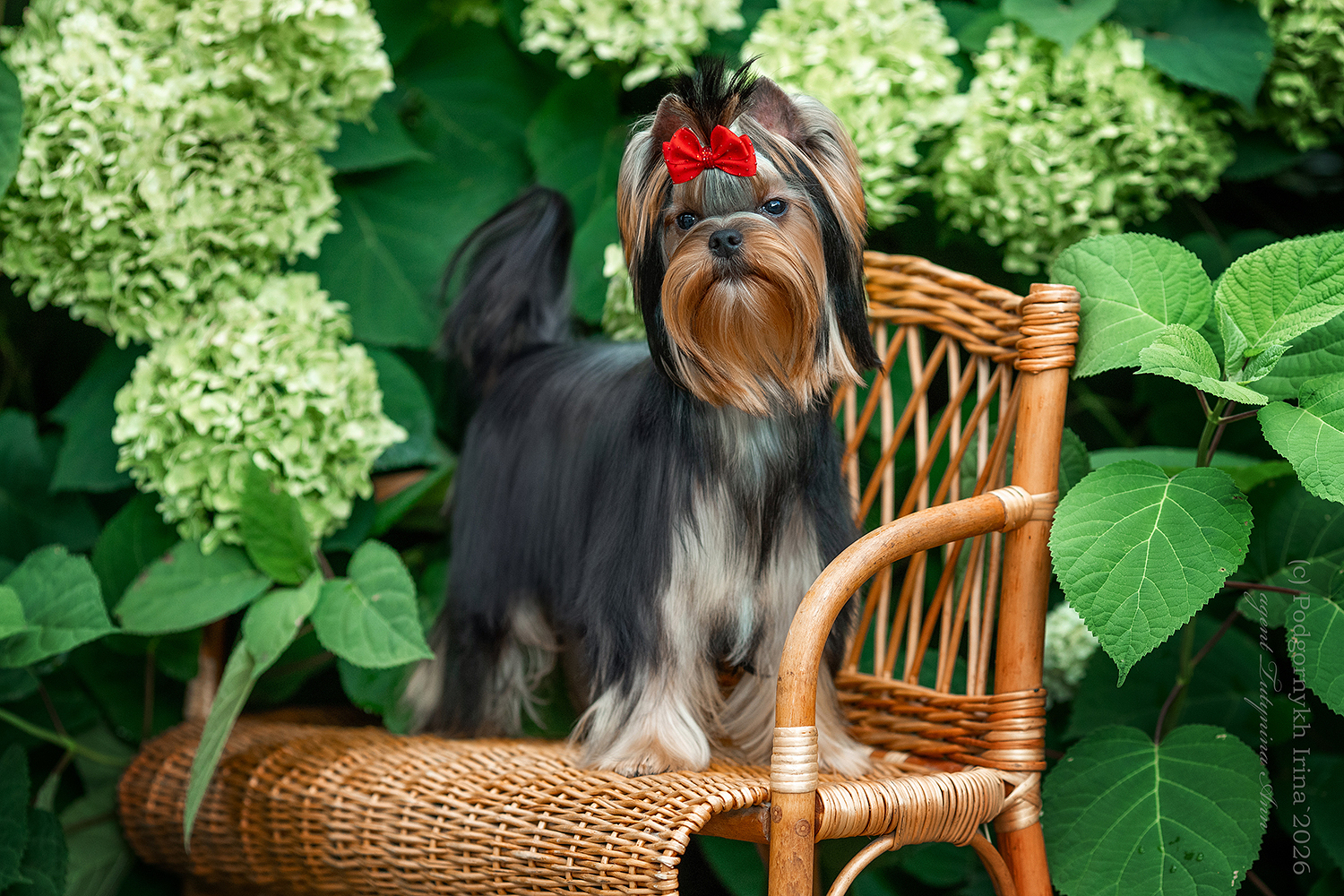 БОГГЕМИЯ ПРАЙМ ИЗАБЕЛЛА ЛЕДИ ДИ &mdash; Labaza DogPedigree YorkshireTerrier