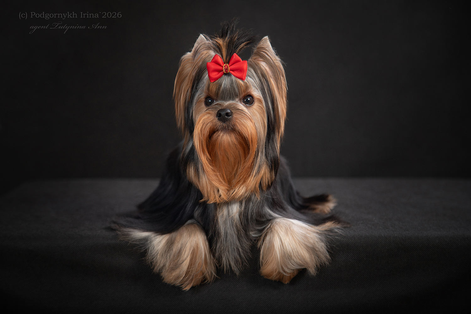 BOGGEMIA PRIME ZVEZDNAYA LUNA &mdash; Labaza DogPedigree YorkshireTerrier