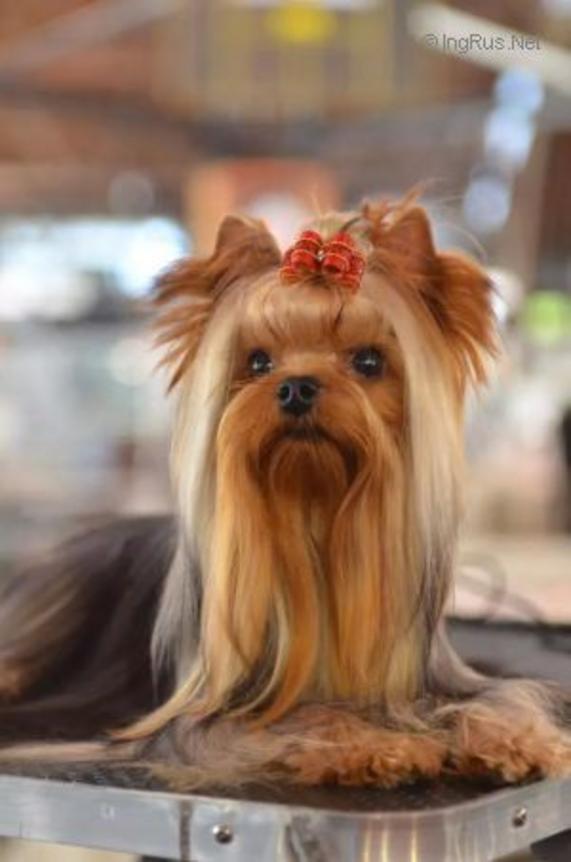KRISTALNAYA VUAL UILLISS &mdash; Labaza DogPedigree YorkshireTerrier